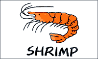 Shrimp White Flag